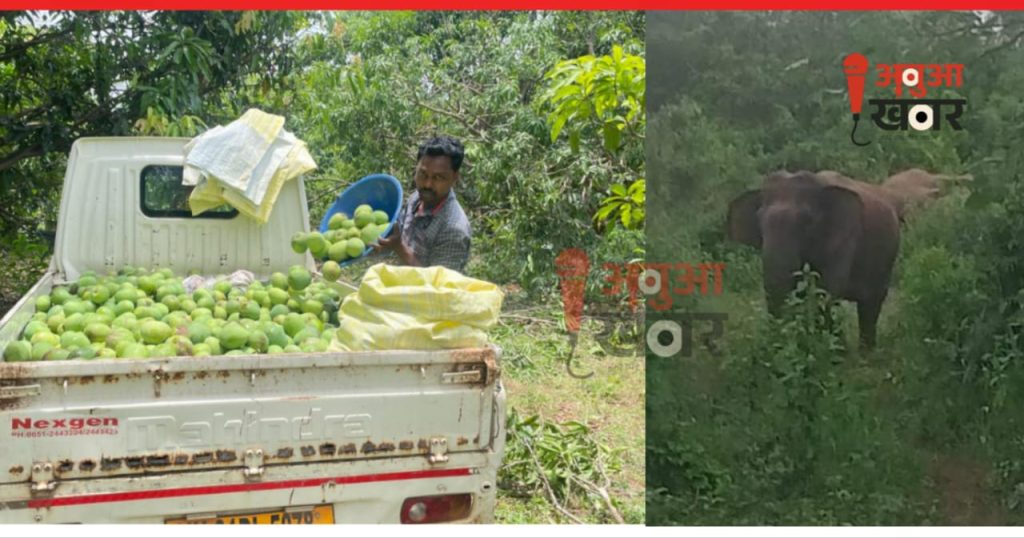 "चाकुलिया: जंगली हाथियों ने आम के बागान में मचाई तबाही, गौशाला को हुआ भारी नुकसान"