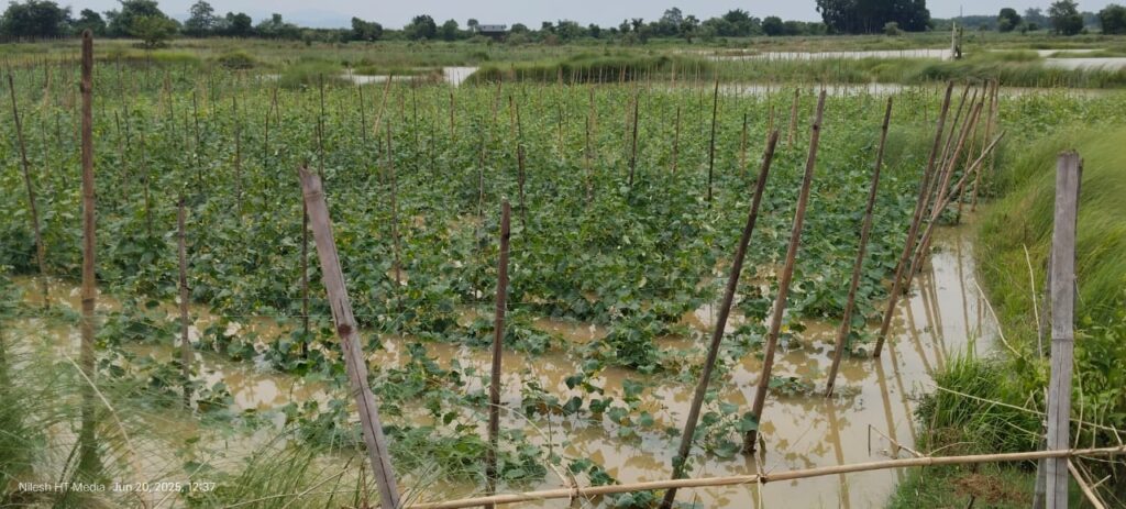 भारी बारिश से बहरागोड़ा में सैकड़ों एकड़ सब्जी की खेती बर्बाद, किसानों को लाखों का नुकसान