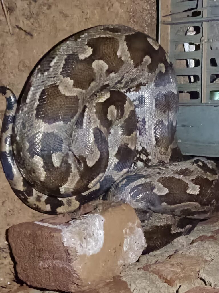 भारी बारिश के बाद हरिहरपुर गांव में मचा हड़कंप, चंडी चरण साहू के घर में निकला 8 फीट लंबा अजगर, वन विभाग ने किया सुरक्षित रेस्क्यू