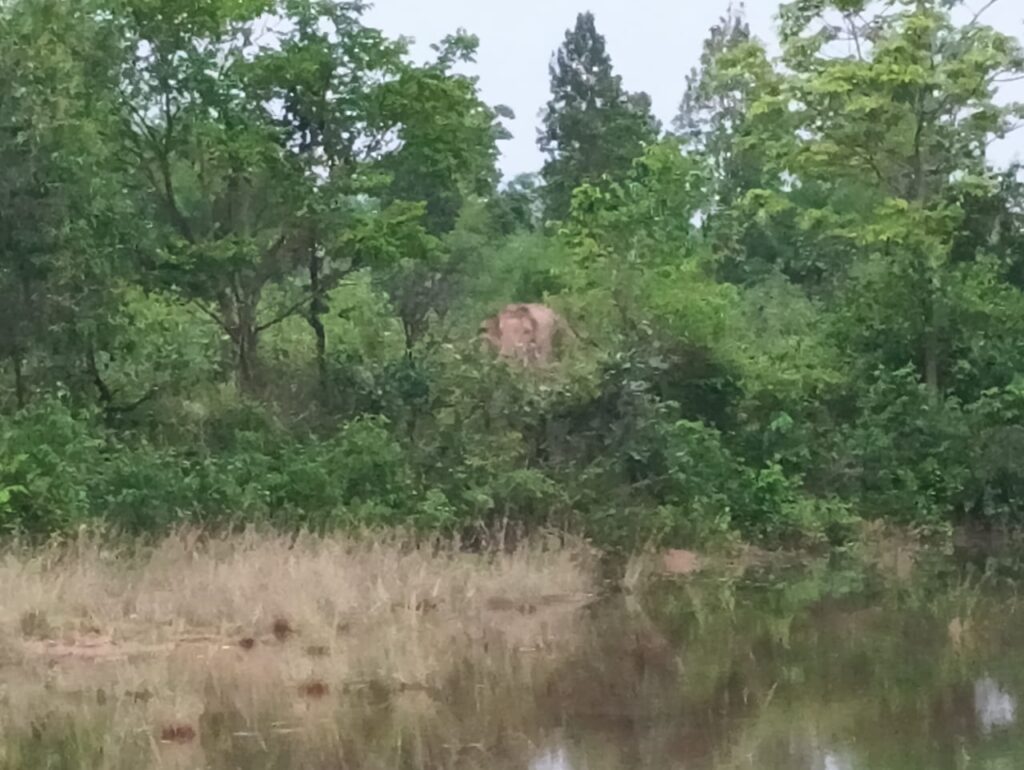 सियालबिंधा के साल जंगल में दिखे 12 जंगली हाथी, वन विभाग की टीम कर रही सतर्क निगरानी