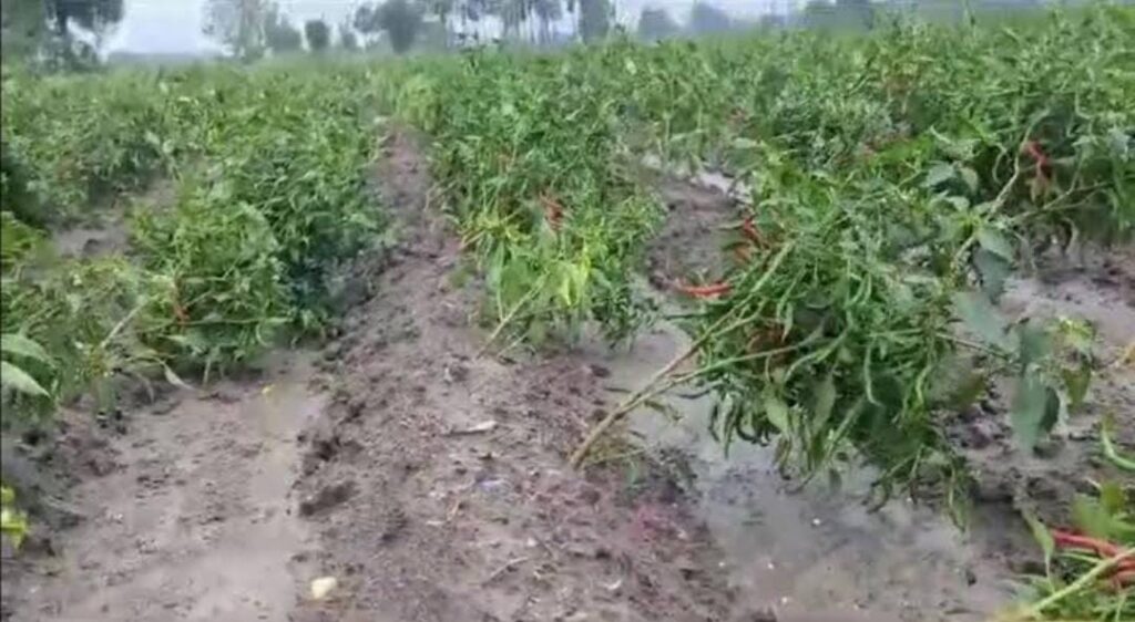 मूसलधार बारिश से लुगाहारा के किसानों की सब्जी फसलें तबाह, मंडी में दिखा असर