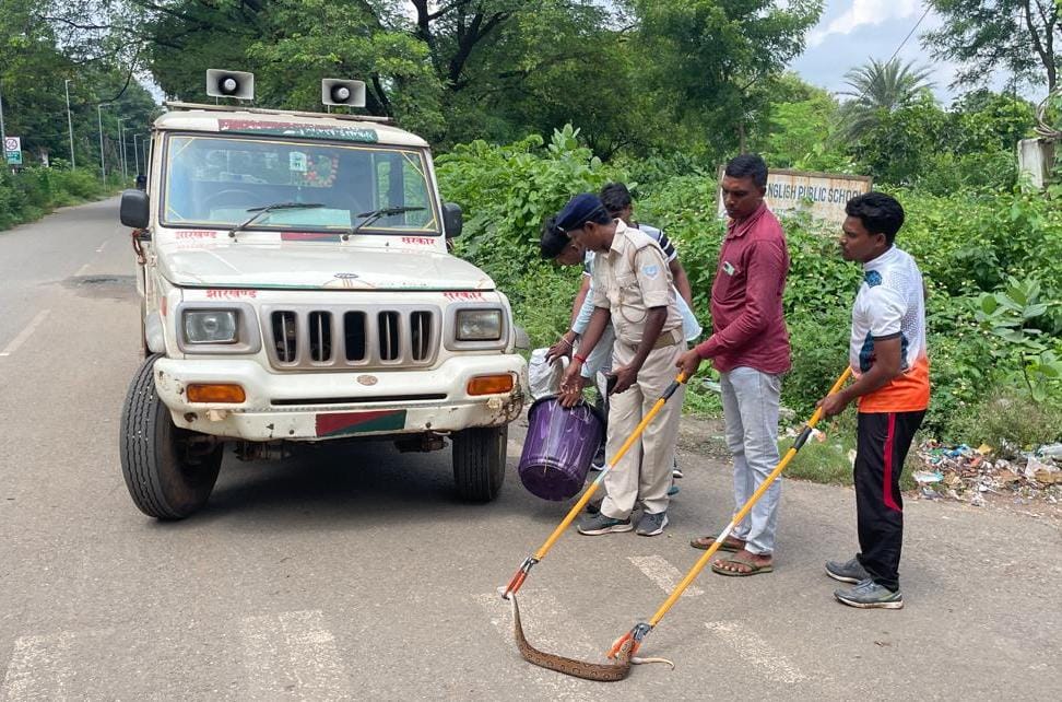 चाकुलिया: घर में घुसे जहरीले सांप से मचा हड़कंप, वन विभाग की टीम ने पकड़ा