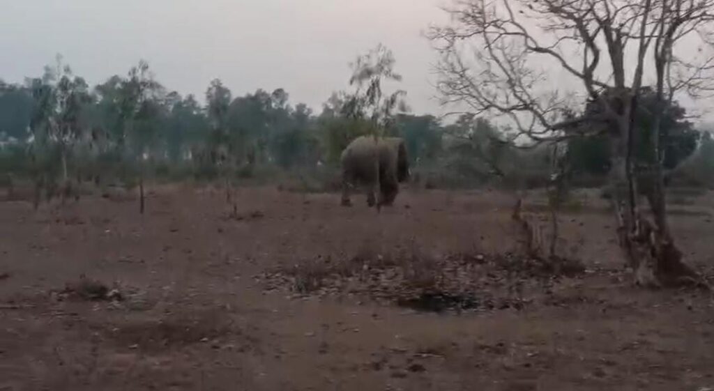 लुगाहारा: जंगल में जंगली हाथी की मौजूदगी से ग्रामीणों में दहशत, वन विभाग अलर्ट