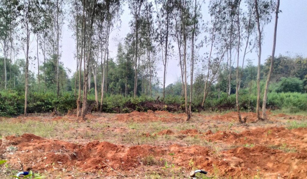 चाकुलिया: पाकुड़िया में धड़ल्ले से हो रहा है यूकेलिप्टस जंगल का सफाया: खेती करने के लिए वन भूमि पर पेड़ों को काट रहे हैं कई दबंग