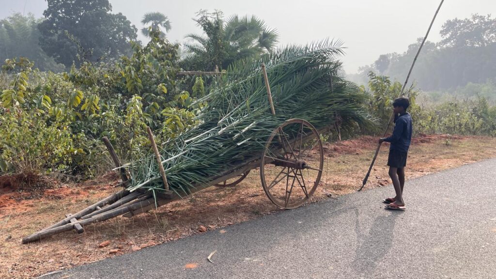 ताड़-खजूर पत्तों की कटाई के साथ चाकुलिया में मकर संक्रांति की तैयारियों ने पकड़ी रफ्तार
