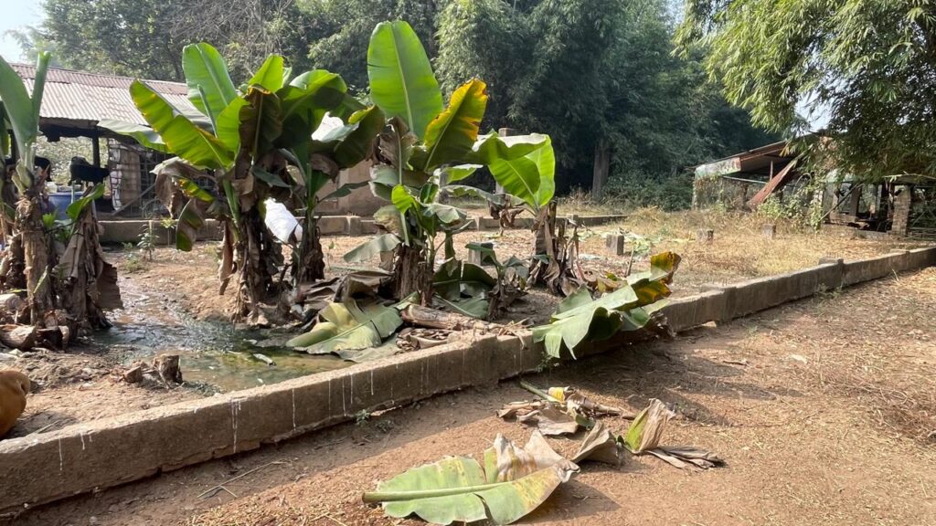 चाकुलिया के बाजपेयी नगर में जंगली हाथी का आतंक, बागान को पहुंचाया भारी नुकसान