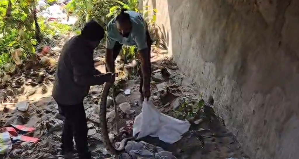 बिरसानगर पुलिया के पास दिखा 20 फीट लंबा अजगर, इलाके में मचा हड़कंप