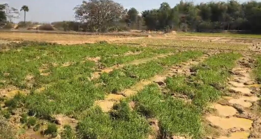 शालदोहा गांव में हाथियों का उत्पात, धान के बिछड़े रौंदे, किसानों की मेहनत पर फिरा पानी