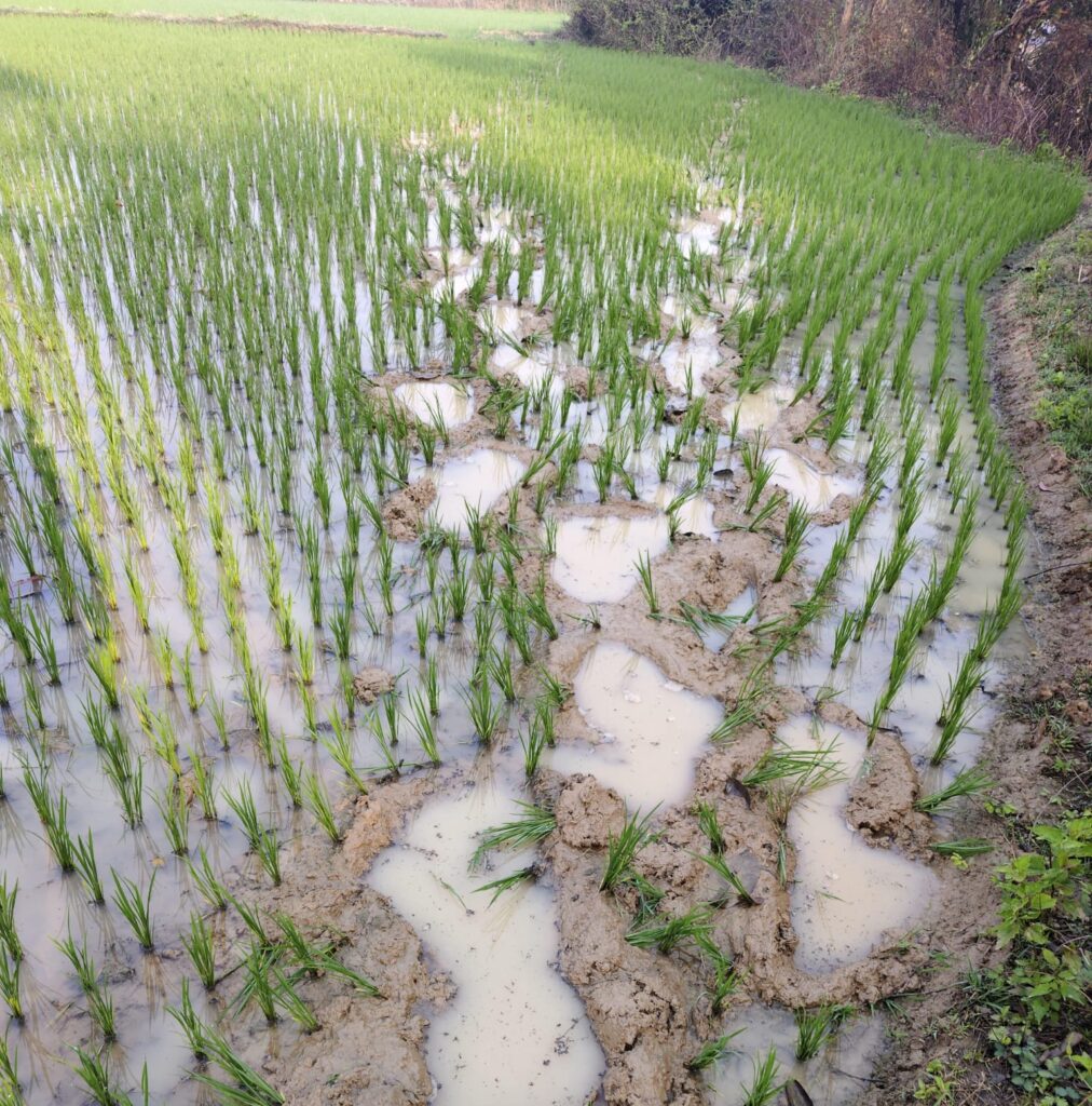 हाथियों के झुंड ने किसानों की धान फसल रौंदी