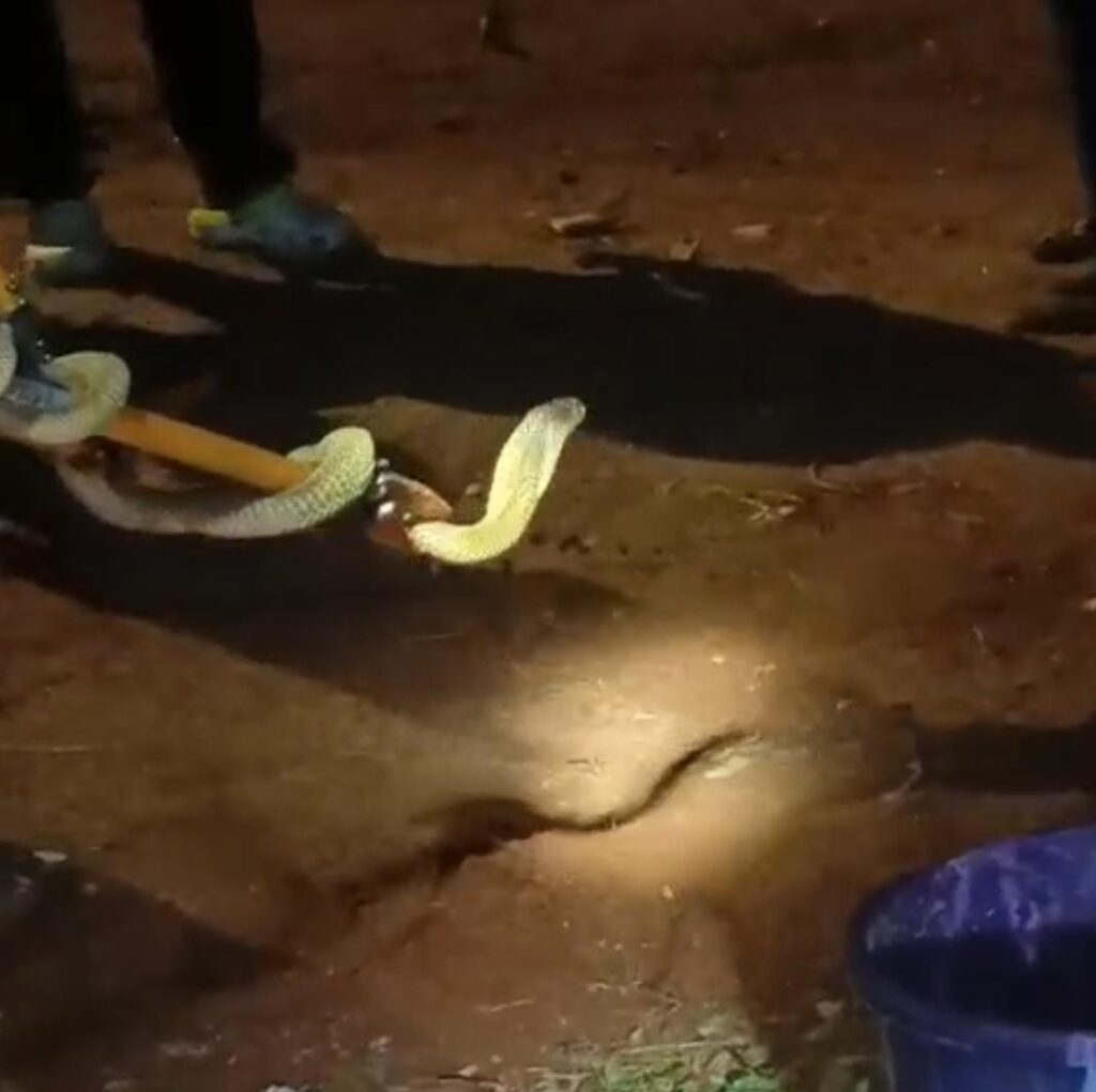 चाकुलिया में नाग मिलने से हड़कंप, वन विभाग ने रेस्क्यू किया
